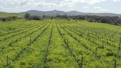 Esta-Granja-Está-Prosperando