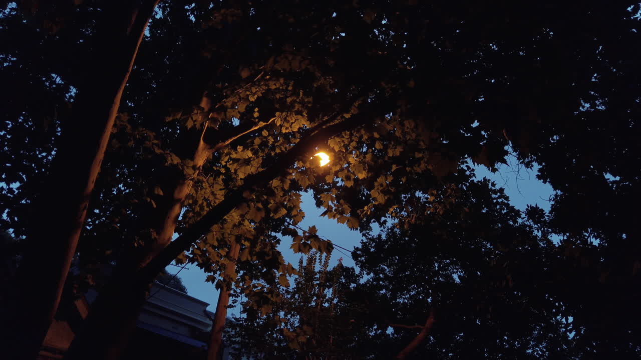 Luce arancione da lampione vicino a un albero.