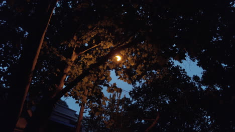 orange light from lamppost beside a tree