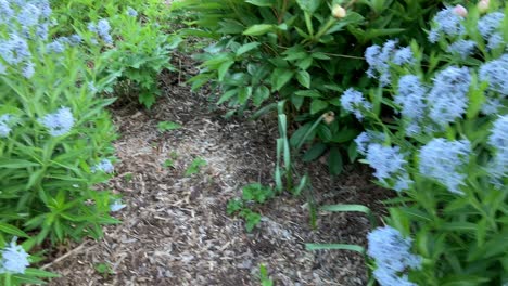 amsonia blue star perennial flowers in garden