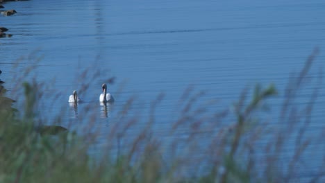 Group-of-mute-swans-swimming-in-harbour-channel-at-Port-of-Liepaja-in-sunny-summer-day,-de-focused-grass-in-foreground,-medium-shot