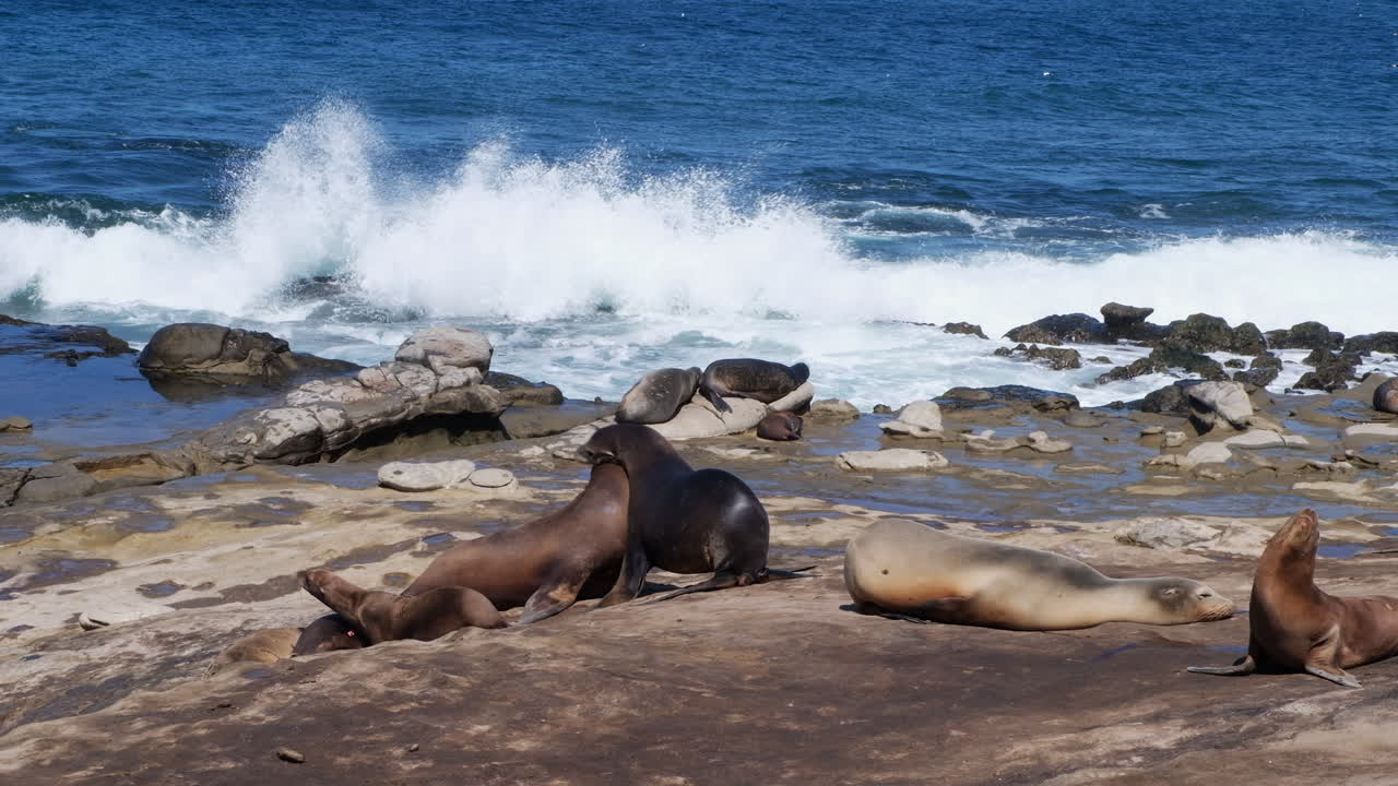 Wild sea lions lying on rocks near the ocean waves at La Jolla Cove in San Diego, California