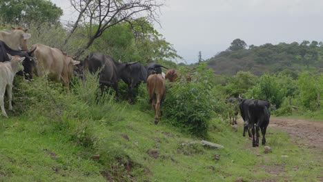 toma en cámara lenta de un rebaño de vacas en el campo de méxico