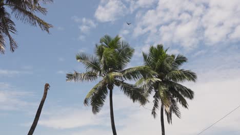 Vista-De-Palmeras-Contra-El-Cielo-Azul-Cerca-De-Bandra-Fort-Mumbai,-India-4