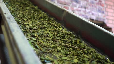 factory-processed yerba mate leaves, otherwise known as paraguayan holly, running on a belt, misiones jardi n ame rica