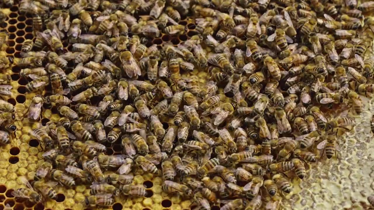 Extreme close-up of colony of honey bees working together on wax honeycomb inside beehive