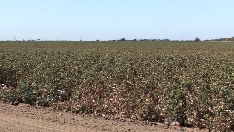 Toma-Panorámica-Del-Campo-De-Algodón-En-California,-Ee