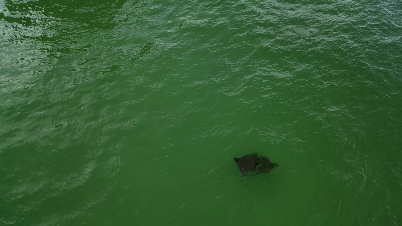 mantarrayas nadando en el golfo de mexico