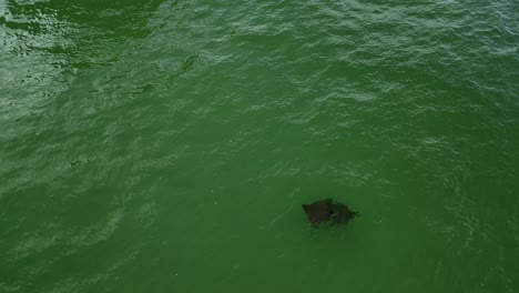 Mantarrayas-Nadando-En-El-Golfo-De-Mexico