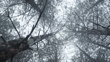 snow-covered trees viewed from below in a foggy forest creating a mystical atmosphere