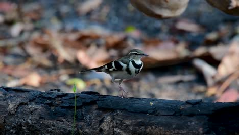 The-Forest-Wagtail-is-a-passerine-bird-foraging-on-branches,-forest-grounds,-tail-wagging-constantly-sideways