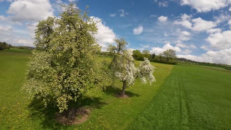 fpv drone orbiting around two blossoming pear treas in green meadow
