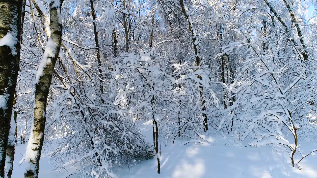 숲에 눈 덮인 가지입니다. 겨울 요정 배경