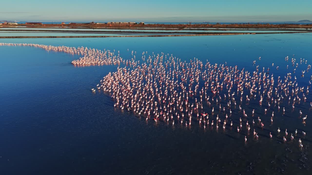 Flamingos gather in a wetland at sunrise near a coastal area