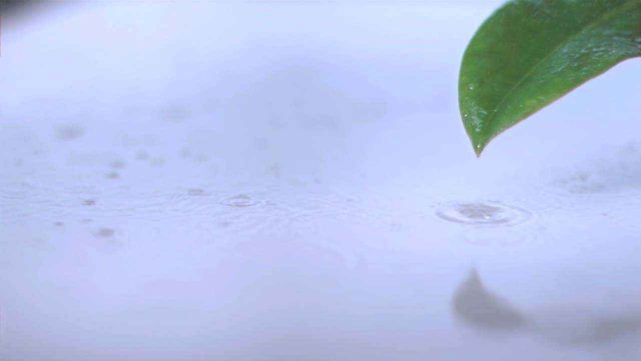 초 느린 동작으로 잎에 비가 내린다