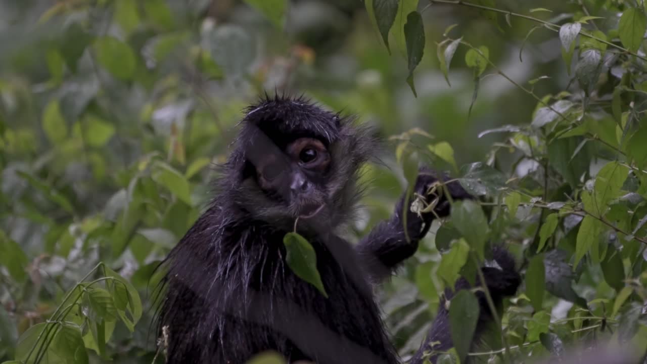 A spider monkey enjoys its meal high in the jungle canopy of Lake Atitlán