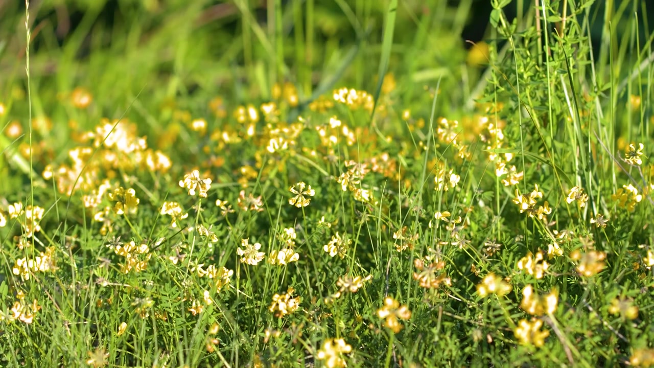 Et nærbillede af gule vilde blomster og grønt græs, der svajer i skarpt sommersollys