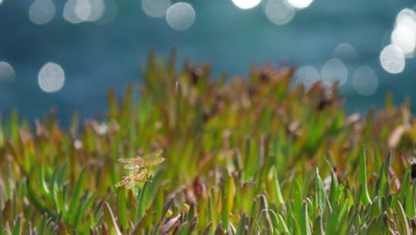 Dragonflies-on-Mediterranean-grease-plants-with-the-sea-in-background-sun-flares