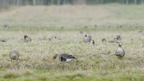 white-fronted geese flock on dry grass meadow field feeding during spring migration