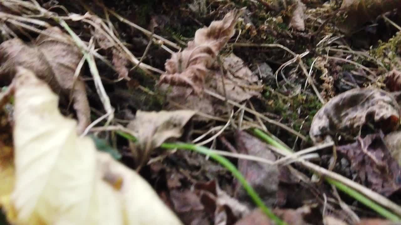 그렇지 않으면 잎으로 덮인 땅이 가까이에서 보입니다.