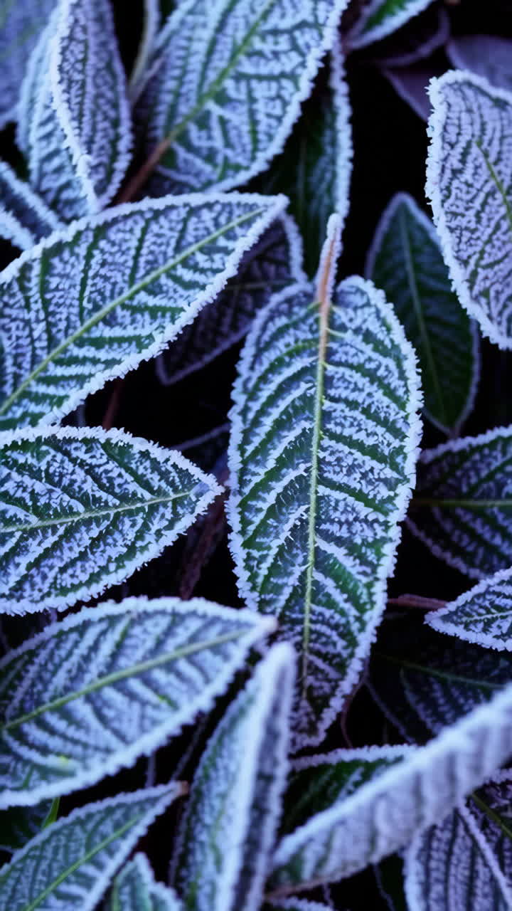 Frosted Green Leaves Close-up