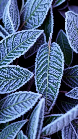 frosted green leaves close-up