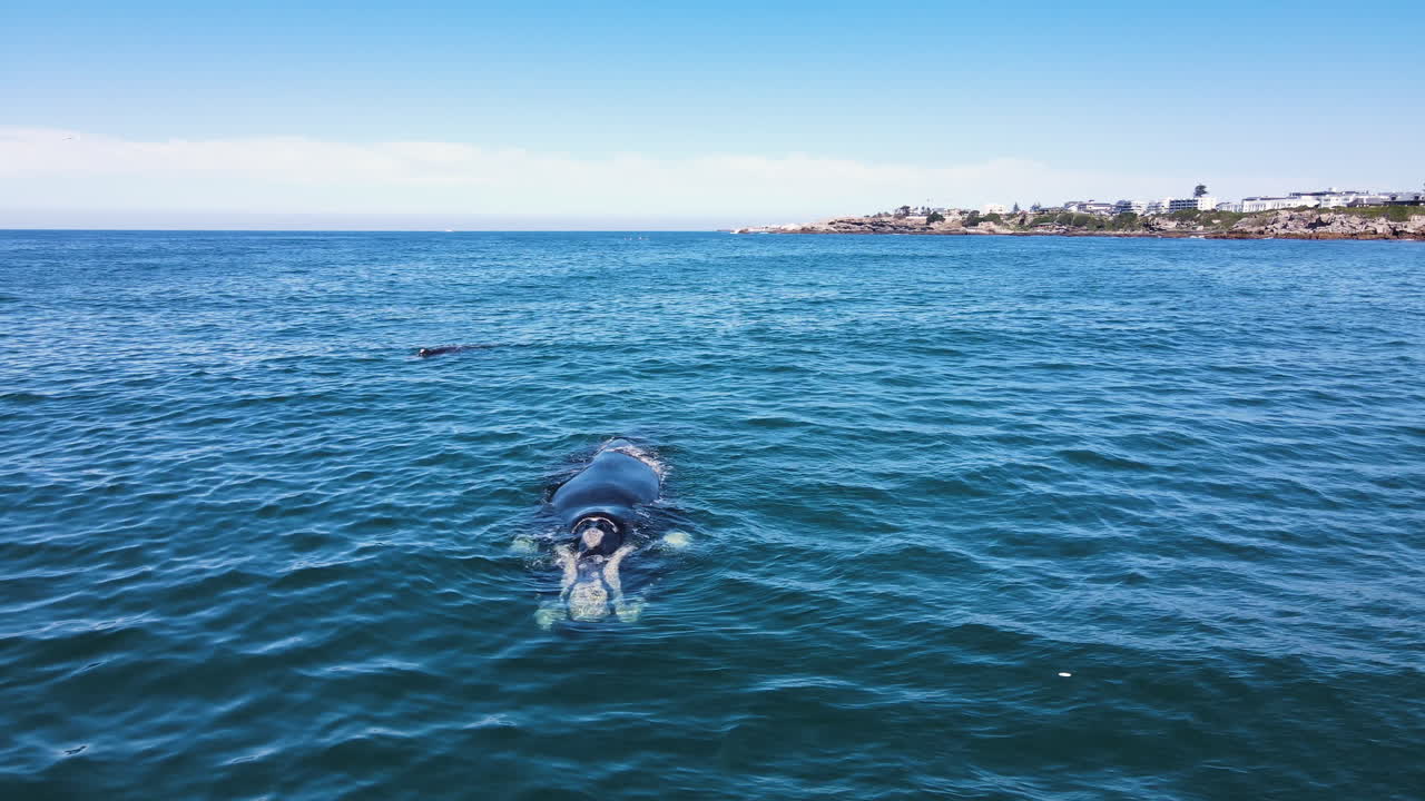 vista íntima de drones de ballena franca con ternero cerca, aguas tranquilas del océano