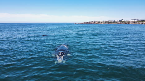 Intimate-drone-view-of-Right-whale-with-calf-nearby,-calm-ocean-waters