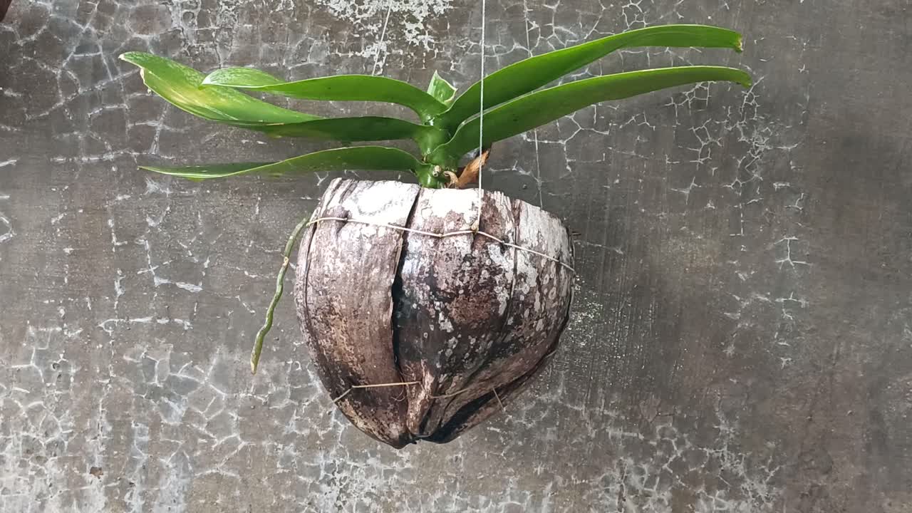 plantas en la pared y gotas de lluvia