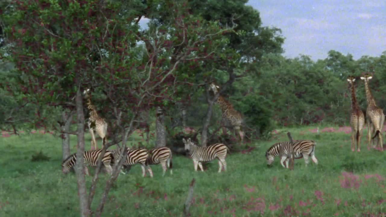 Amazing Footage of Zebras and Giraffes Wide View