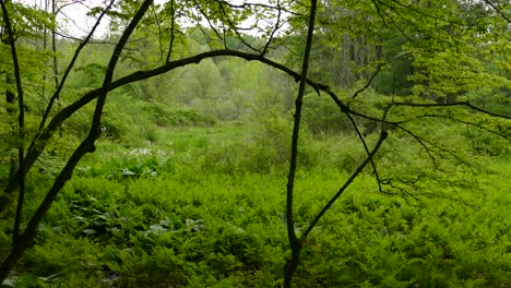 Ciervo-Caminando-En-El-Fondo-De-Un-Campo-Abierto-Entre-Los-árboles-En-Un-Día-Nublado-Del-Bosque-En-La-Primavera