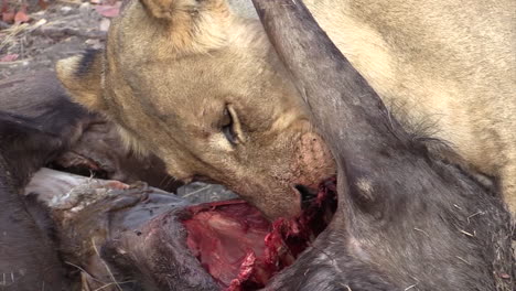 lioness licking and chewing the ribs of a killed wildebeest, second lioness comes closer, grabs the victim with her fangs and pulls it away