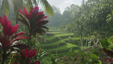 Close-up-panning-shot-of-red-flowers-at-the-green-terraced-rice-fields