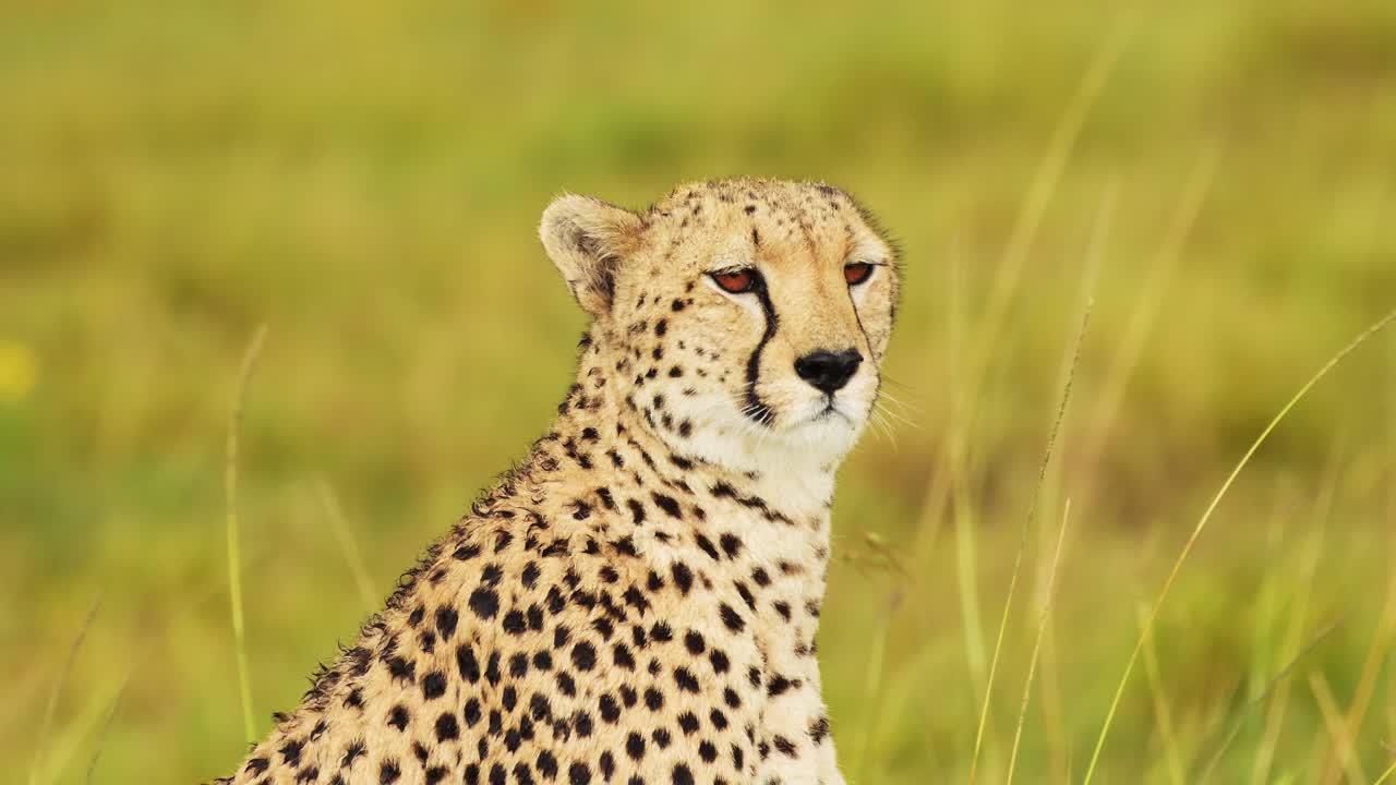 fotografía en cámara lenta de primer plano de la cabeza del guepardo en la lluvia en busca de presas, detalle de la piel y las marcas manchadas, vida silvestre africana en la reserva nacional de maasai mara