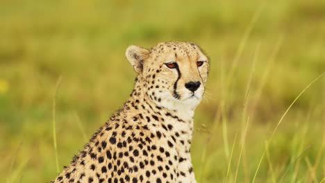 Slow-Motion-Shot-of-Close-up-of-Cheetah-head-in-rain-searching-for-prey,-detail-of-fur-and-spotted-markings,-African-Wildlife-in-Maasai-Mara-National-Reserve