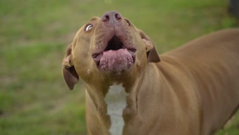 portrait of a barking pit bull dog breed in a park