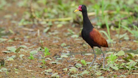 Majestuosa-Jacana-Humedal-De-Pie-Mira-A-Su-Alrededor-Día-De-La-Vida-Silvestre-De-La-Naturaleza