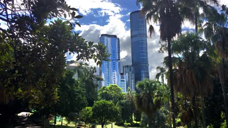 view of city skyscrapers through trees in a downtown park in brisbane, australia