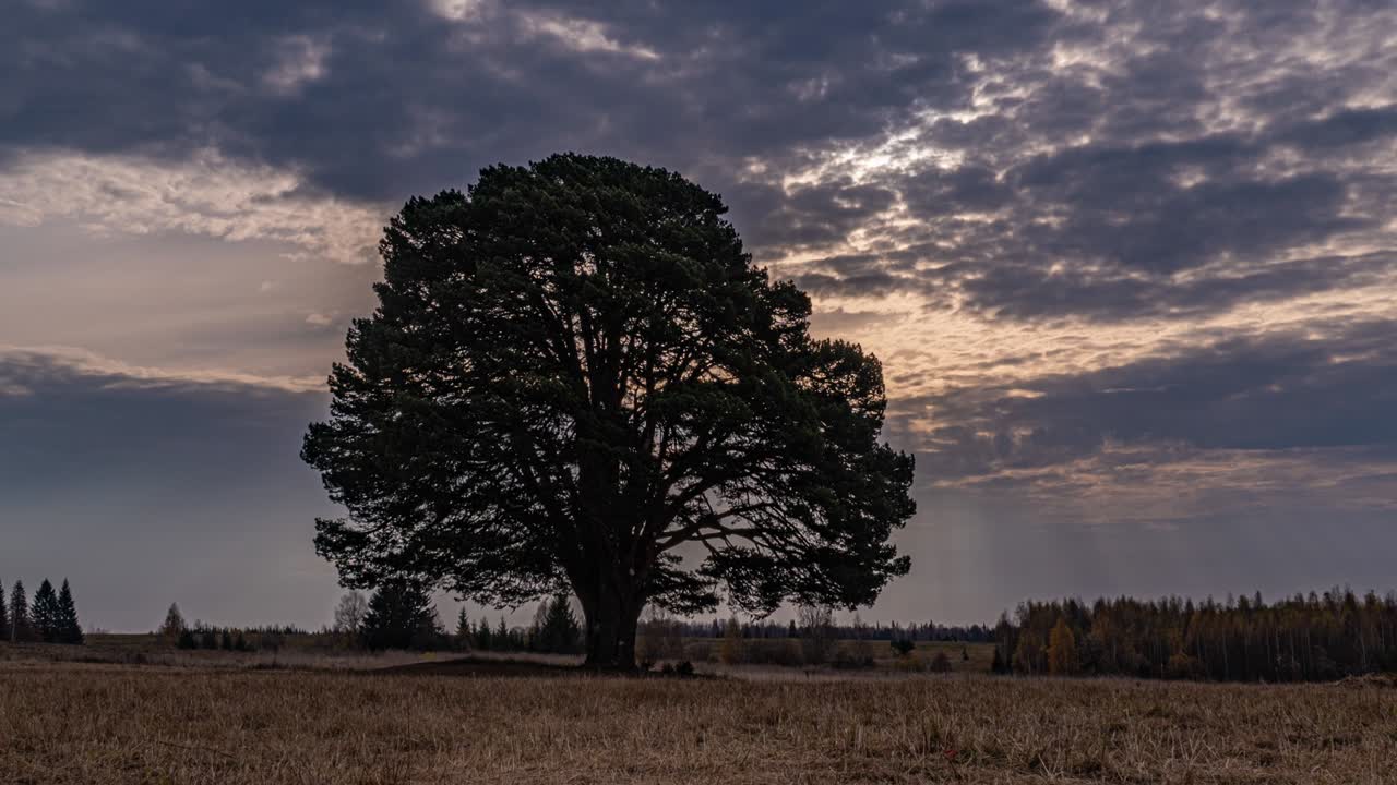 Hyperlapse around a lonely tree in a field during sunset, beautiful time lapse, autumn landscape, video loop