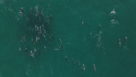 Toma-Aérea-De-Una-Gran-Manada-De-Delfines-Nadando-Y-Jugando