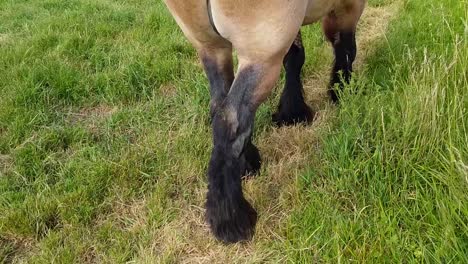 Feet-of-a-big-Belgian-draft-horse-in-a-meadow