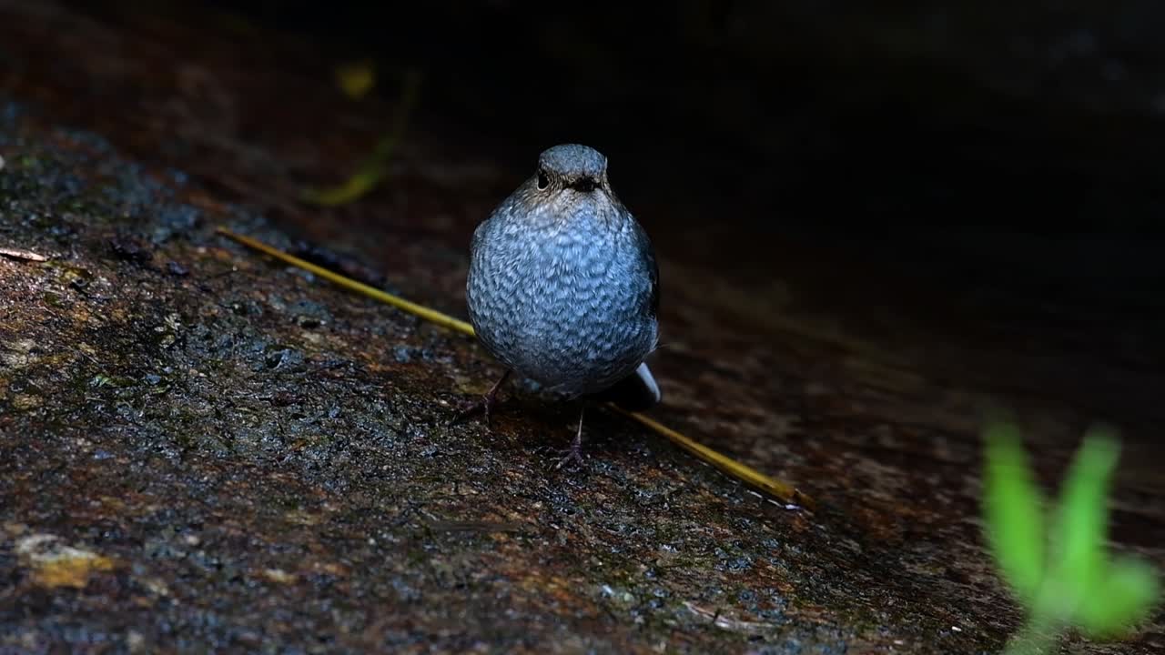 esta hembra de colirrojo plomizo no es tan colorida como el macho pero seguro que es tan esponjosa como una bola de un lindo pájaro