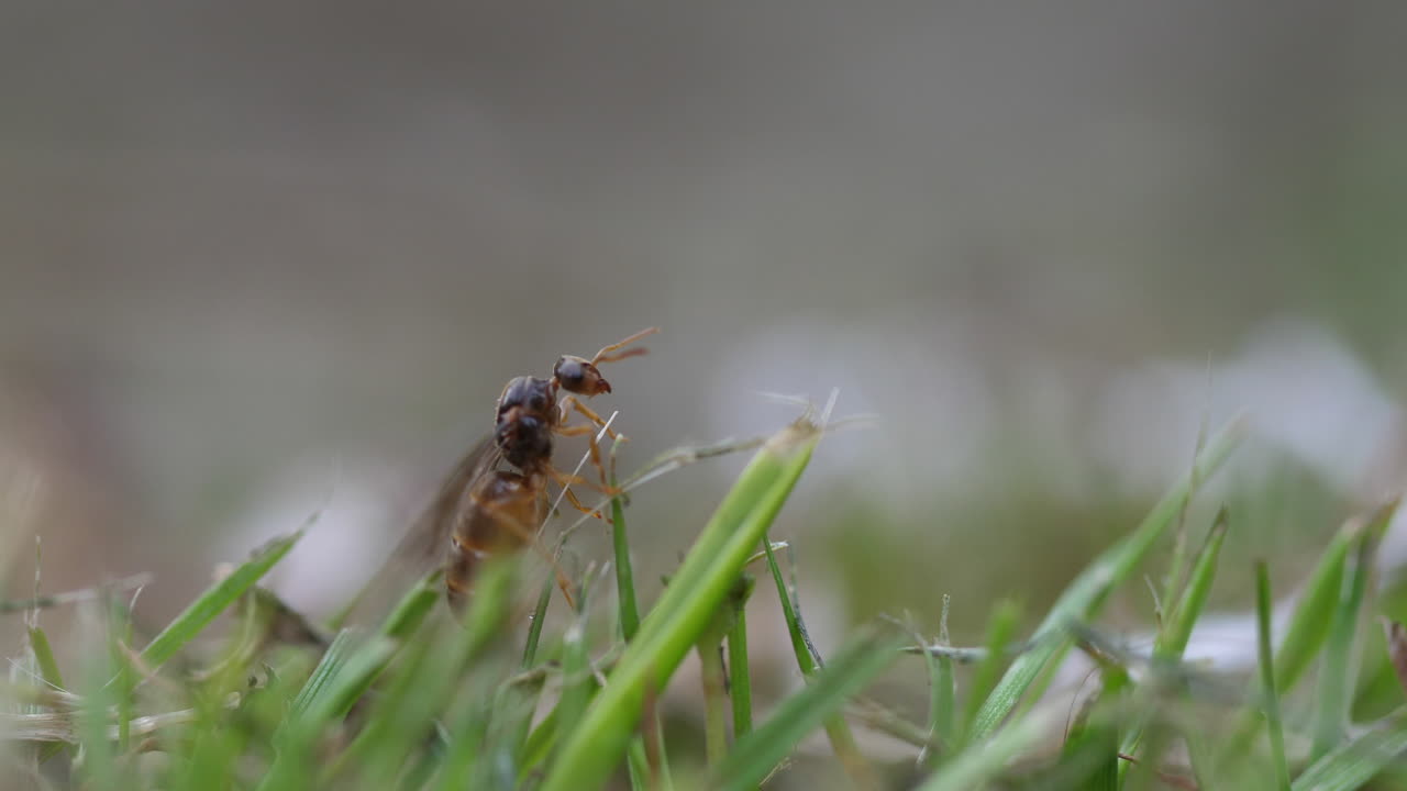 Close-up 4K macro footage of a single male black ant (Lasius niger) flying during mating season in the UK. Detailed insect behavior, wings in motion, and natural macro wildlife moment
