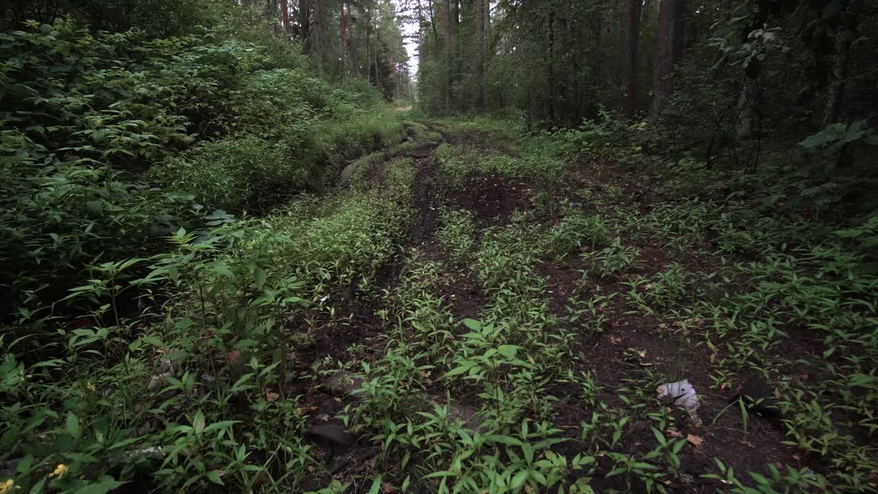 camino forestal después de que la maquinaria para cortar madera lo atravesara.