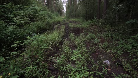 forest road after wood cutting machinery passed through it
