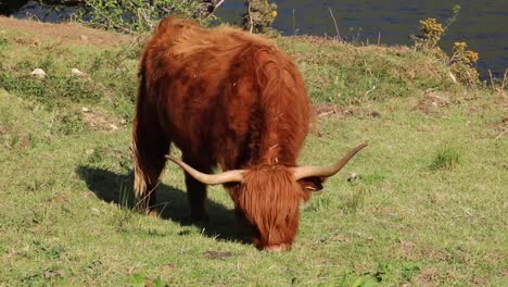 highland scottish cow on pasture