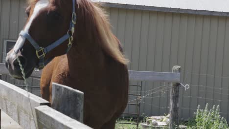un gran caballo marrón camina a lo largo de la valla de su recinto agrícola