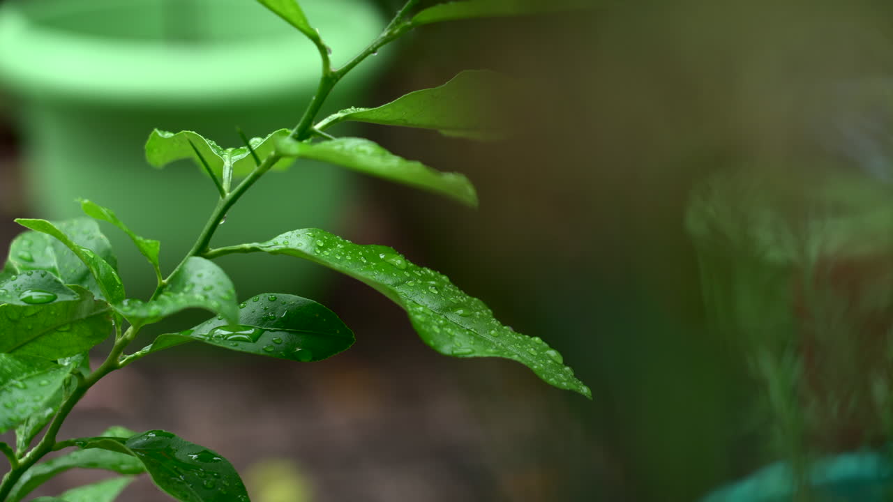 vista de cerca de un limonero desde detrás de otra planta de un hermoso y verde jardín