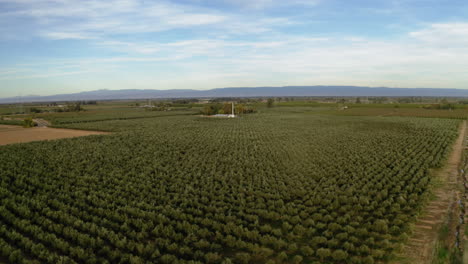 aerial view of a vast orchard with rows of trees under a cloudy sky