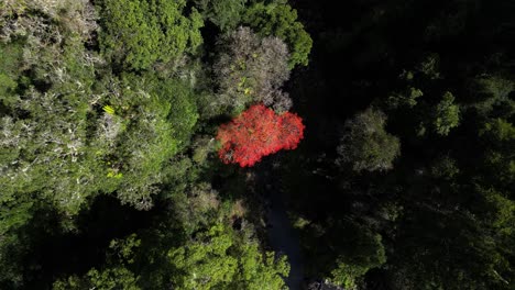 Ascending-up-from-bright-red-flowering-tree-beside-a-running-stream-in-a-forest-full-of-green